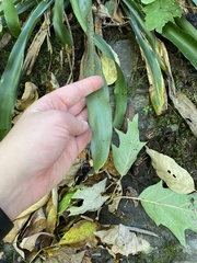 Carex fraseriana