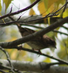 Zonotrichia albicollis