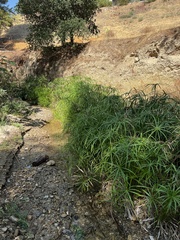 Cyperus alternifolius