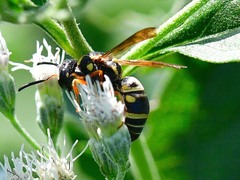 Stenodynerus propinquus