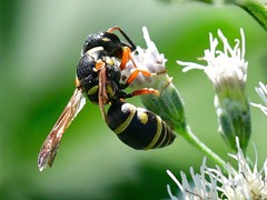 Stenodynerus propinquus