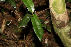 Wilkiea macrophylla