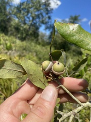 Quercus incana