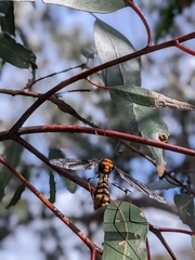 Leptotarsus clavatus