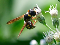 Stenodynerus propinquus