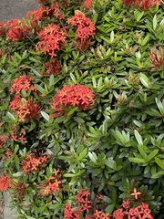 Ixora coccinea