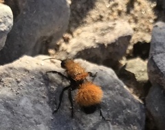 Dasymutilla arenivaga