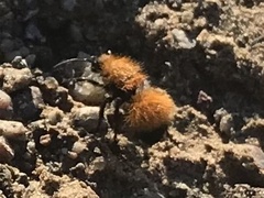 Dasymutilla arenivaga