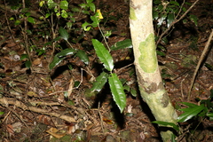 Wilkiea macrophylla