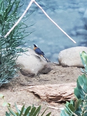 Cossypha niveicapilla