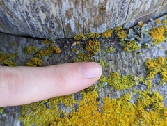 Xanthorioideae