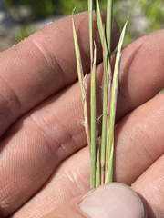 Andropogon cumulicola