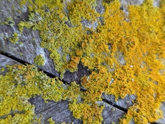 Xanthorioideae