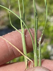 Andropogon cumulicola