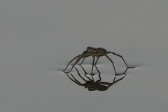 Pardosa