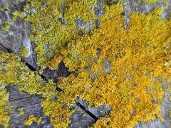 Xanthorioideae