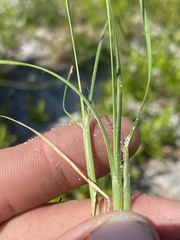 Andropogon cumulicola