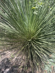 Asparagales