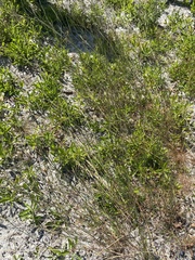 Andropogon cumulicola