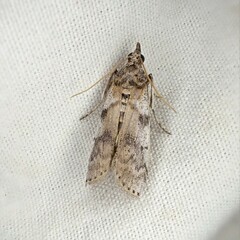 Amyelois transitella