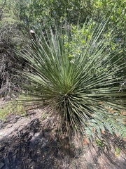 Asparagales