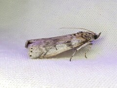 Amyelois transitella