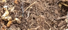 Myrmecia