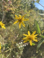 Helianthus schweinitzii