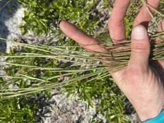 Andropogon cumulicola