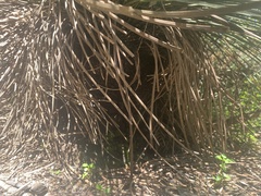 Asparagales
