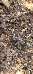 Myrmecia