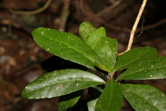 Croton acronychioides