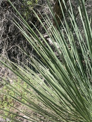 Asparagales
