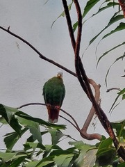Ptilinopus melanospilus