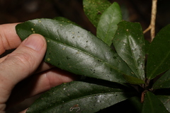 Croton acronychioides