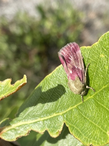 Bleeding Flower Moth photo 5