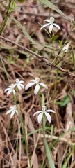 Caladenia ustulata