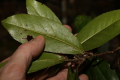 Croton acronychioides