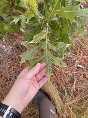 Quercus shumardii