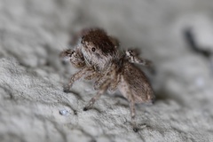Habronattus