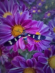 Syntomeida melanthus