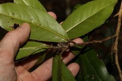 Croton acronychioides