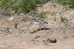 Elseyornis melanops