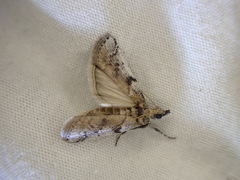 Amyelois transitella