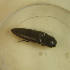 Orthostethus infuscatus