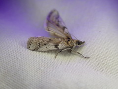 Amyelois transitella