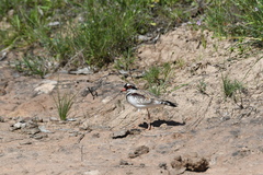 Elseyornis melanops