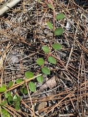 Vaccinium crassifolium