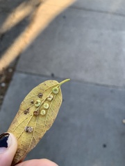 Pachypsylla