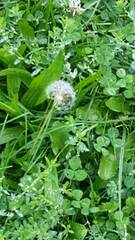 Taraxacum officinale